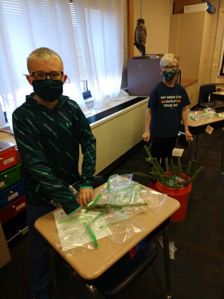 Mrs Anderson's students packaging trees