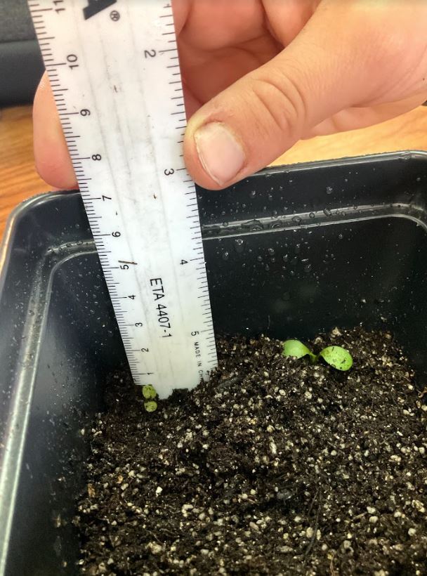 Ealy Sprout student measuring their plant growth